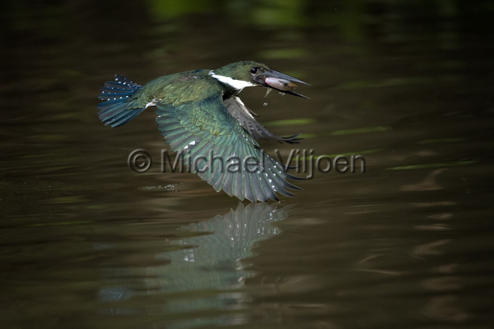 Bird Photography